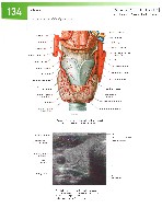 Sobotta Atlas of Human Anatomy  Head,Neck,Upper Limb Volume1 2006, page 141